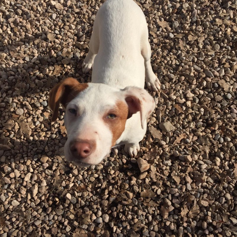 Fotos CADELL (blanca/orelleta marró)