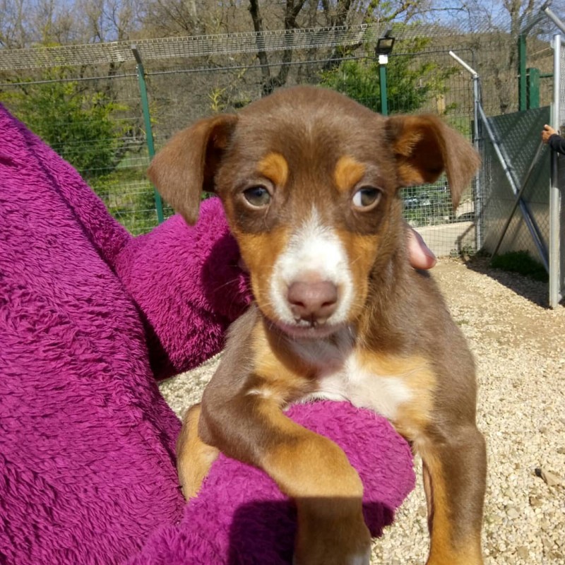 Cadell Podenc Marro M Clar Associacio En Defensa Dels Animals De Solsona Adopta Un Pelut Regio7