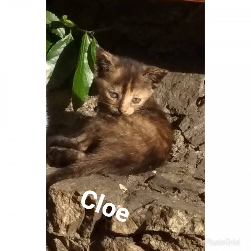 Fotos Cloe