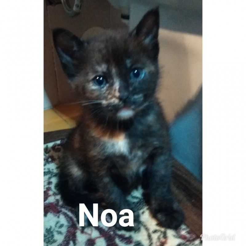 Fotos Noa