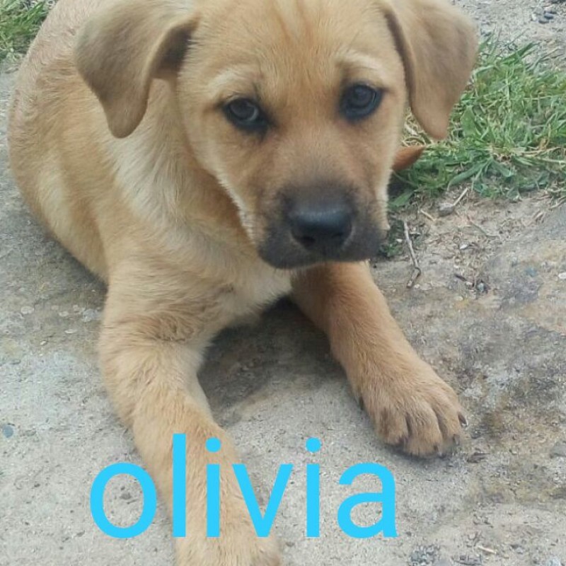 Fotos OLIVIA