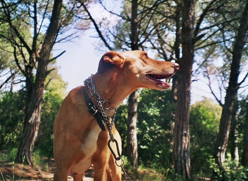 Foto CANELO