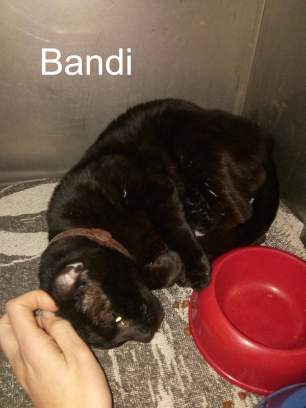 Foto Bandi