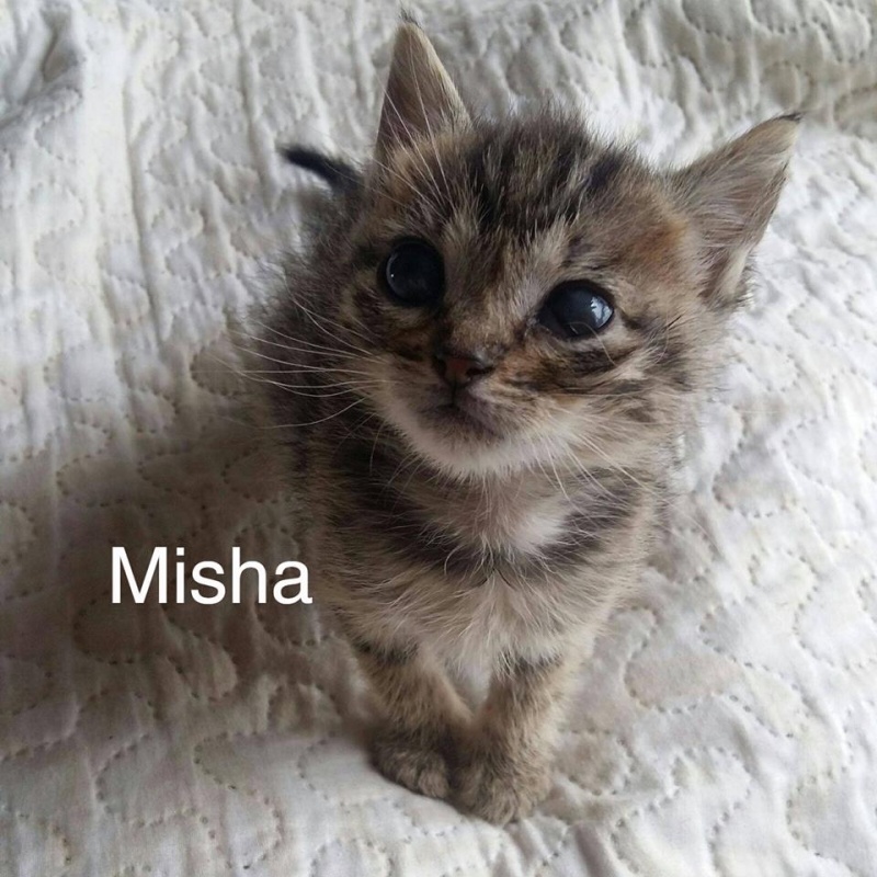 Foto Misha