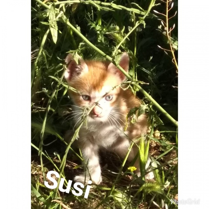 Foto Susi