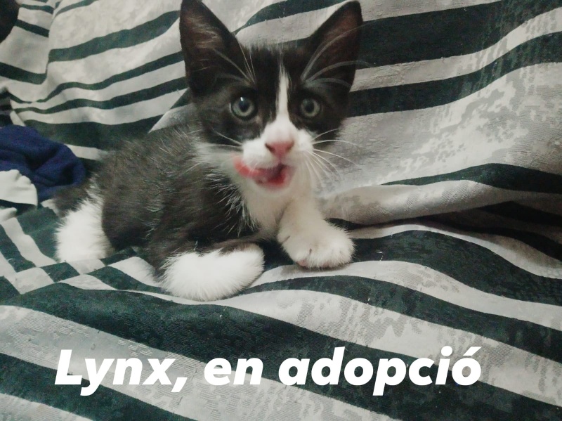 Foto Lynx