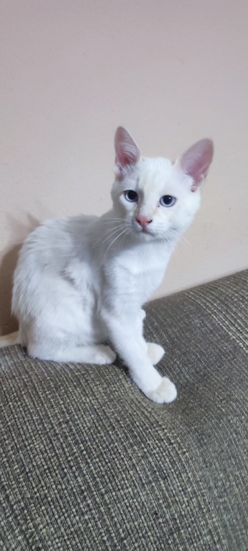 Foto Limon i Himawari (adopció conjunta)