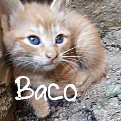 Baco