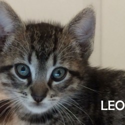 Leo