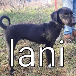 LANI